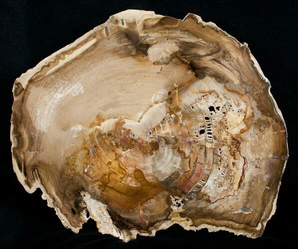 Petrified Cherry Wood Slab - Oregon ( Inches) #4374